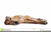 Clipart Greyhound Dogs Image