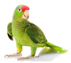 Black Masked Conure Image