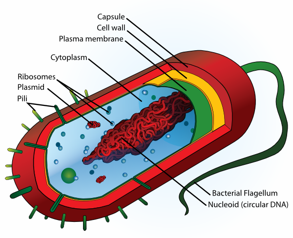 animal cells diagram. Bacteria Cell clip art