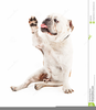Friendly Bulldog Clipart Image