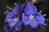 Blue Zinnia Flower Image