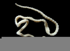 Platyhelminthes Tapeworm Image