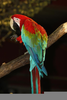 Macaw Parrot Wingspan Image