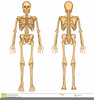Anatomical Position Clipart Image