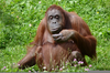 Female Bornean Orangutan Image