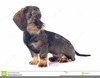 Wire Hair Dachshund Clipart Image