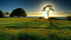 Images Image