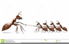Tug Of War Rope Clipart Image