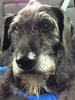 Irish Wolfhound Mix Image