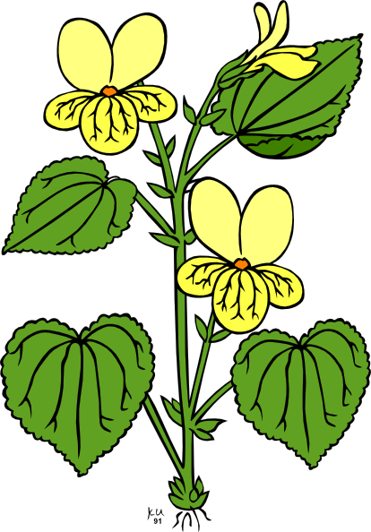 clipart plantas - photo #38