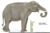 Elephant Tusks Clipart Image