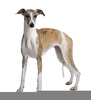 Whippet Clipart Image
