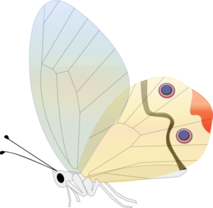 Transparent Butterfly Clip Art