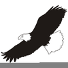 Free Clipart Eagle Soaring Image