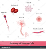 White Blood Cells Clipart Image