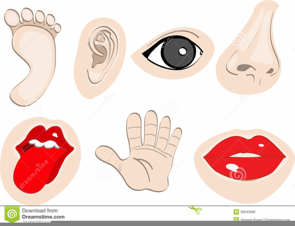 Body Parts Cartoon Images : You can edit any of drawings via our online