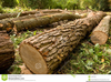 Chopped Trees Clipart Image