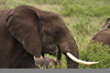 Elephant Head Profile Image