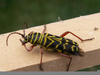 Globe Black Locust Image