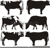 Angus Cattle Clipart Image