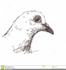 Bird Head Clipart Image