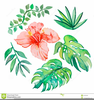 Free Vector Hibiscus Clipart Image