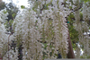 White Wisteria Vine Image