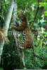 Jaguar Climbing Tree Image