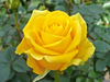 Yellow Roses Images Image