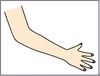 Clipart Arms Image