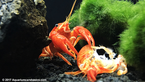 Crayfish Eating Snails Image