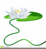 Lilies Clipart Image
