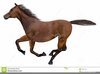 Clipart Of Swimming Horse Image