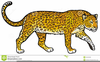 Leopard Head Clipart Image