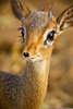 Cute Baby Antelope Image