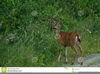 Blacktail Deer Clipart Image