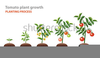 Free Clipart Tomato Plants Image