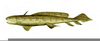 Xenacanthus Shark Image