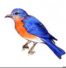 Free Blue Jay Clipart Image