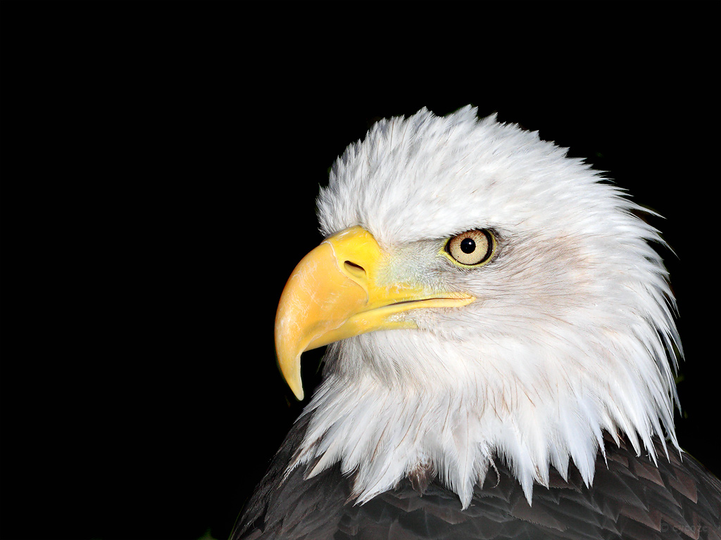 bald eagle clip art images - photo #39