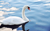 Clipart Swan Swimming Image