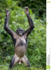 Bonobo Standing Image