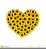 Sunflower Vector Clipart Free Image