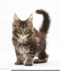 Main Coon Cat Clipart Image