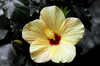 Hibiscus Image