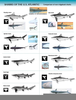 Shark Species Chart Image