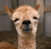 Alpaca Sad Face Image