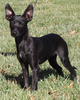 Coated Xoloitzcuintli Breeders Image