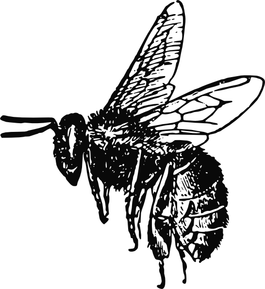 bee clipart black and white - photo #48
