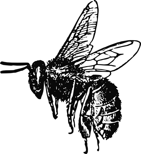 Bee Clip Art at Clker.com - vector clip art online, royalty free